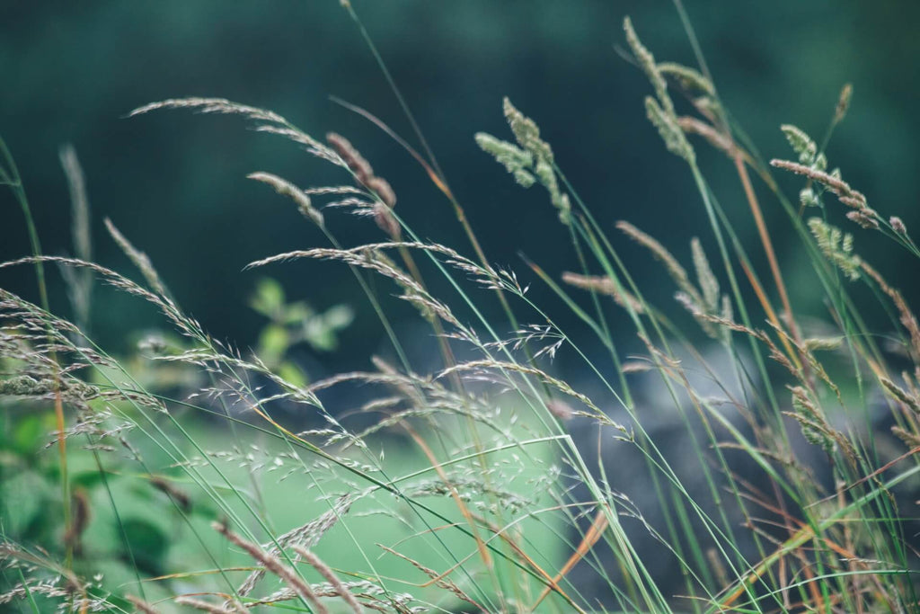 Why You Should Avoid Ryegrass in your Meadow Mix